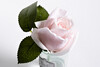Миниатюра фото диффузор rose bud french pinспрей winter in chatou 5мл garda decor 96cn-r4600 | 220svet.ru